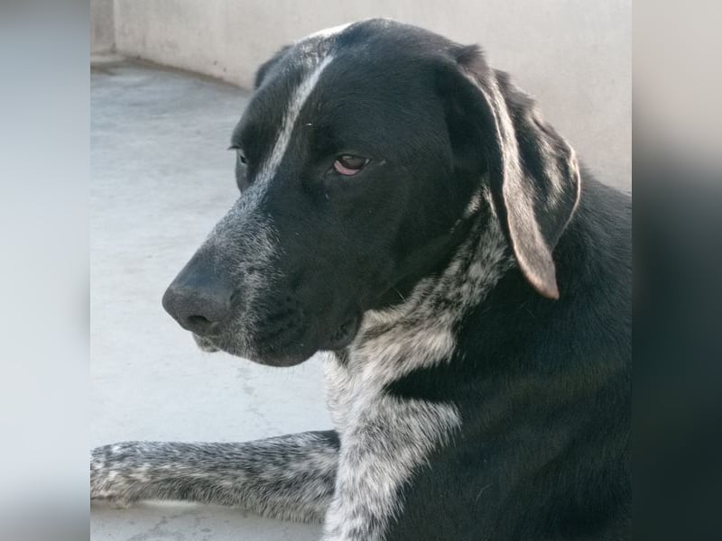 CARMELA-Lebensfreude auf 4 Pfoten-lebensfroh, sozial versteht sich bestens mit Mensch und Hund