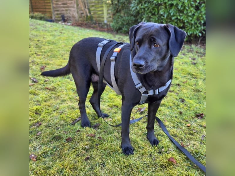 Lucy - kuschelt gerne