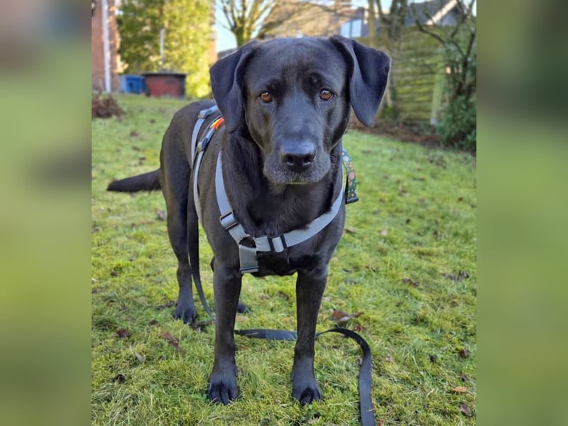 Lucy - kuschelt gerne