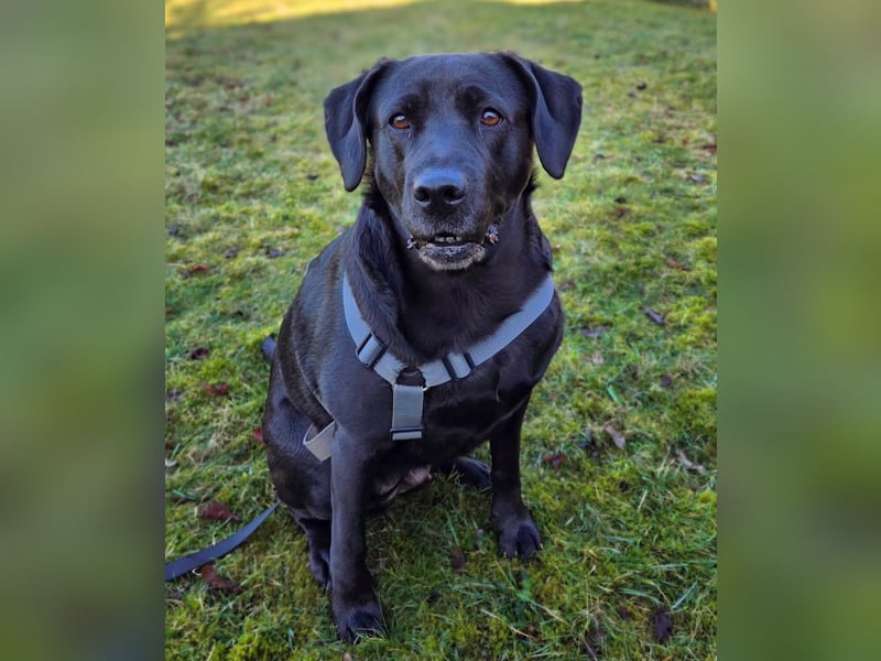 Lucy - kuschelt gerne