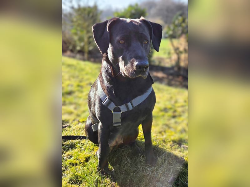 Lucy - kuschelt gerne