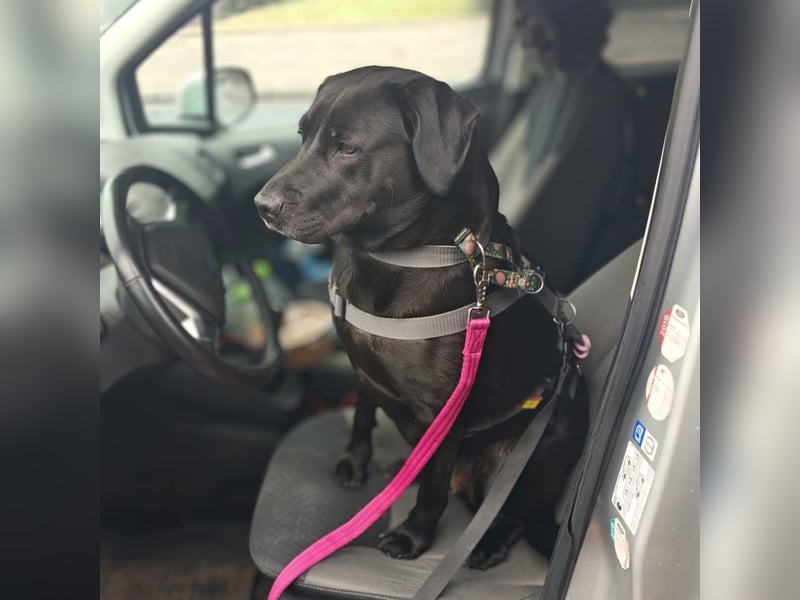 Lucy - kuschelt gerne