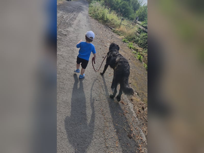 Altdeutscher Hütehund sucht liebevolles zu Hause