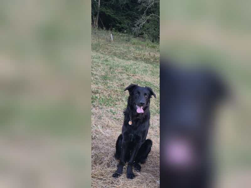 Altdeutscher Hütehund sucht liebevolles zu Hause