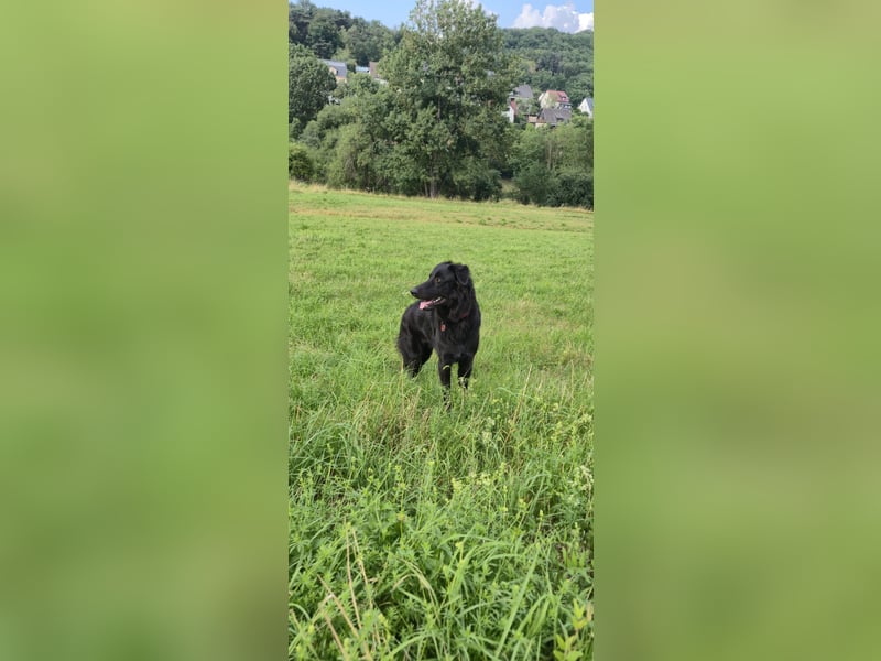 Altdeutscher Hütehund sucht liebevolles zu Hause