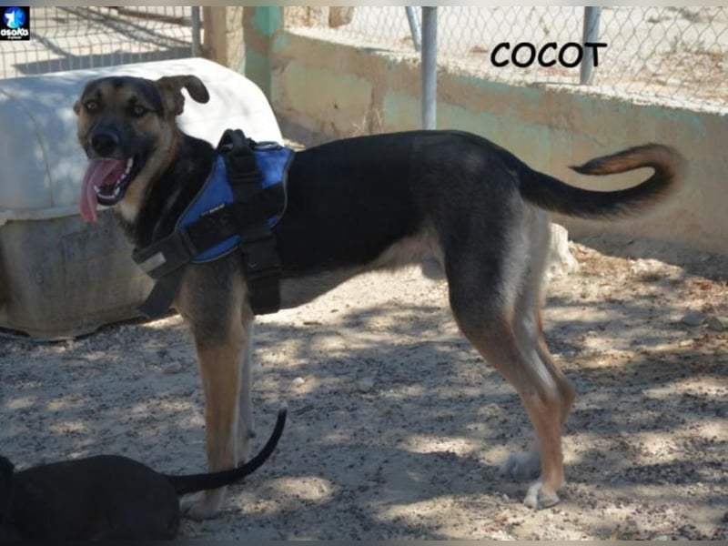 ❤️ COCOT❤️