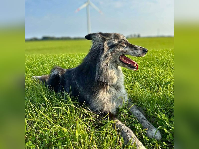 Arlo - ist gut erzogen