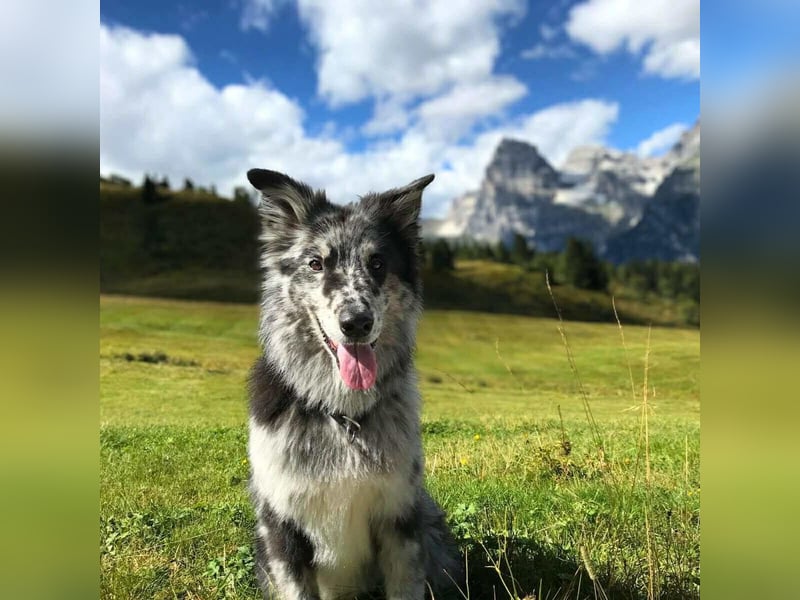 Arlo - ist gut erzogen