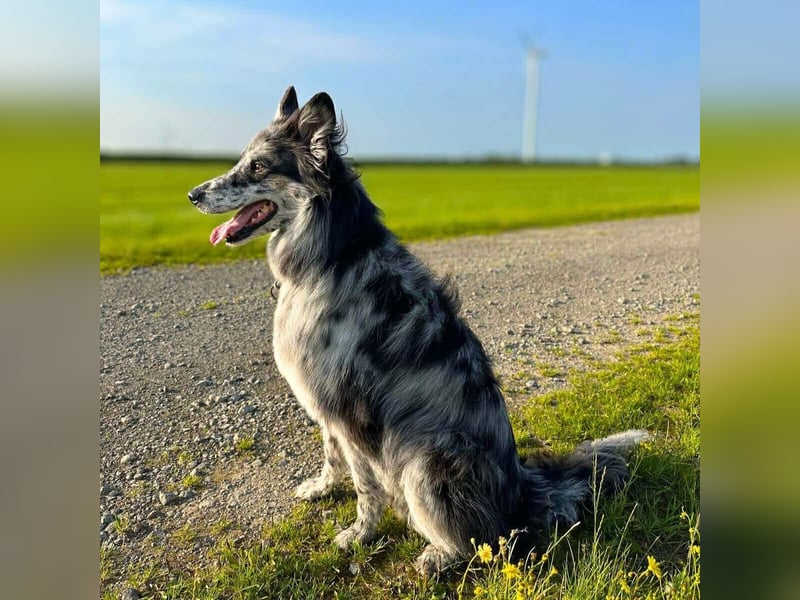 Arlo - ist gut erzogen