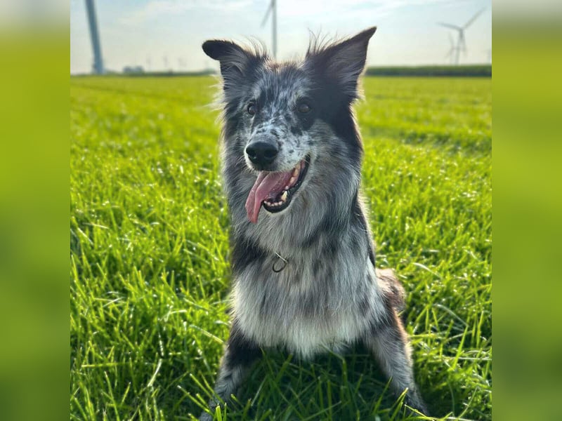 Arlo - ist gut erzogen
