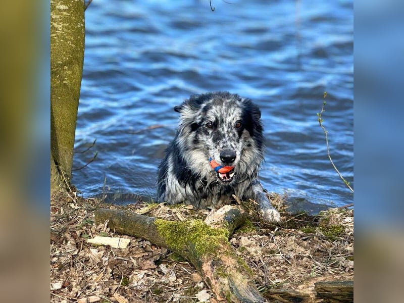 Arlo - ist gut erzogen