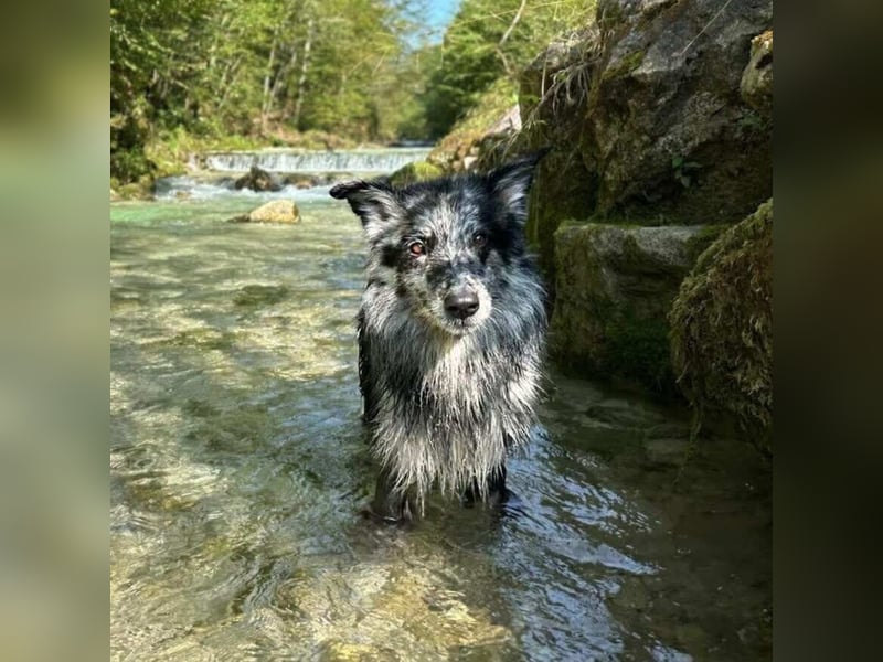 Arlo - ist gut erzogen