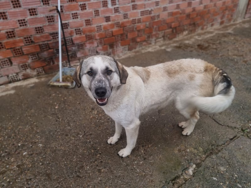 Maja – sanfte Herdenschutz-Mischlingshündin sucht ein liebevolles Zuhause