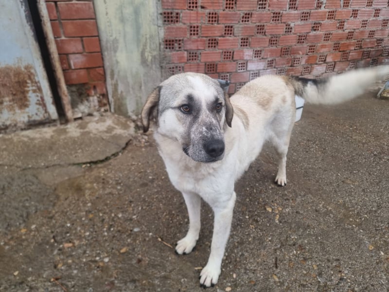 Maja – sanfte Herdenschutz-Mischlingshündin sucht ein liebevolles Zuhause