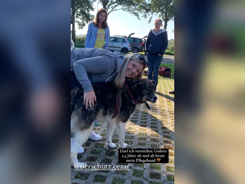 Guliver, Mischlingsrüde ca 3 Jahre alt