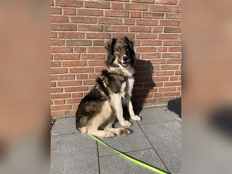 Guliver, Mischlingsrüde ca 3 Jahre alt