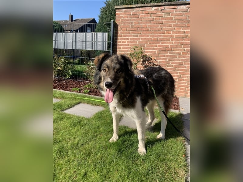 Guliver, Mischlingsrüde ca 3 Jahre alt