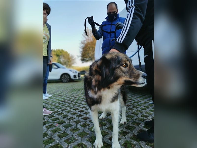 Guliver, Mischlingsrüde ca 3 Jahre alt