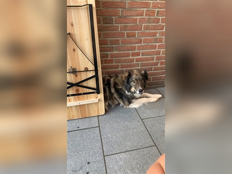 Guliver, Mischlingsrüde ca 3 Jahre alt