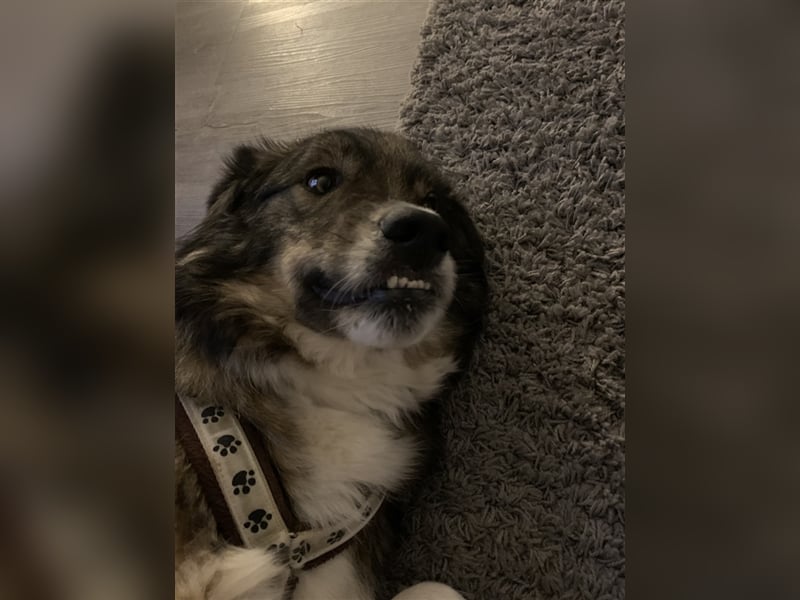 Guliver, Mischlingsrüde ca 3 Jahre alt