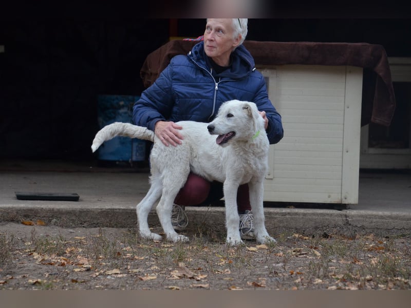 Emil sucht ein Zuhause