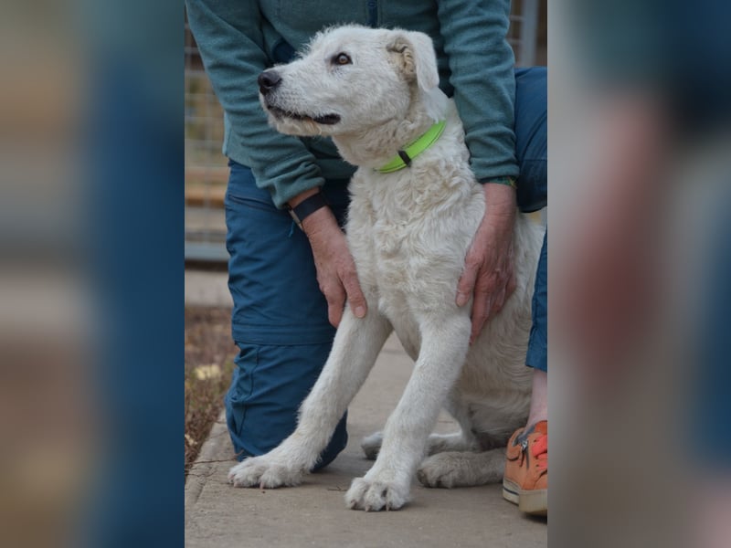 Emil sucht ein Zuhause