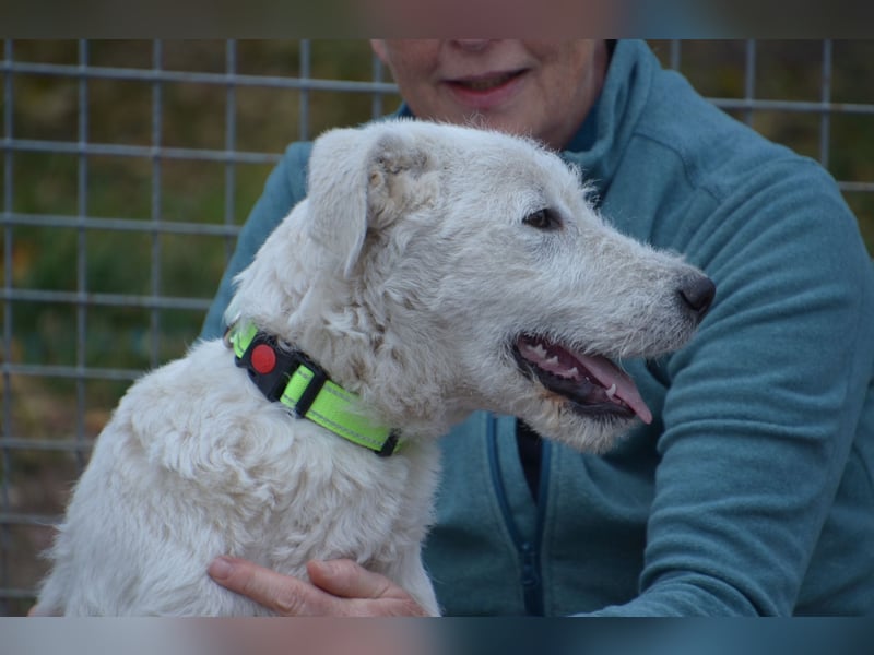 Emil sucht ein Zuhause