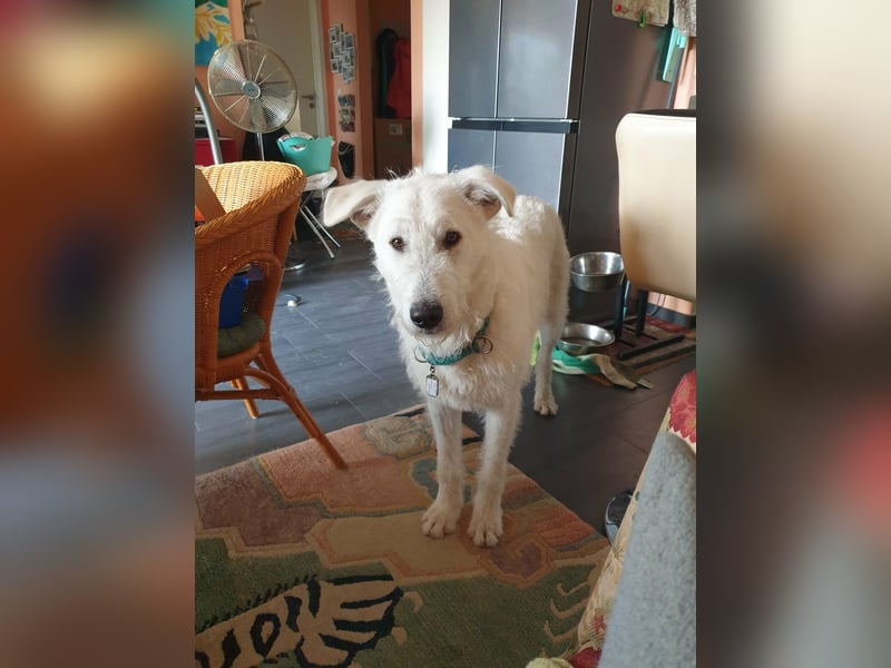 Emil sucht ein Zuhause