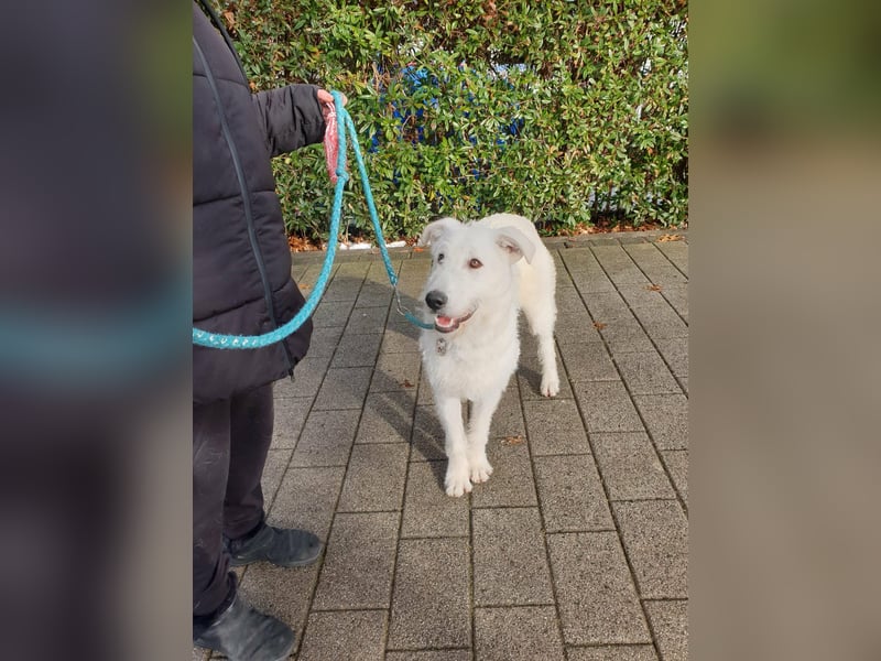 Emil sucht ein Zuhause