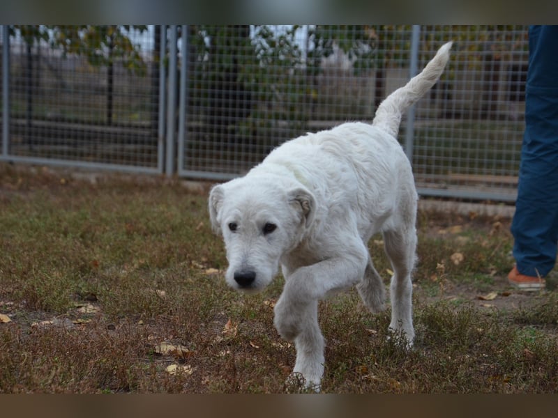 Emil sucht ein Zuhause