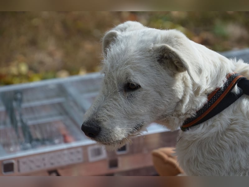 Emil sucht ein Zuhause