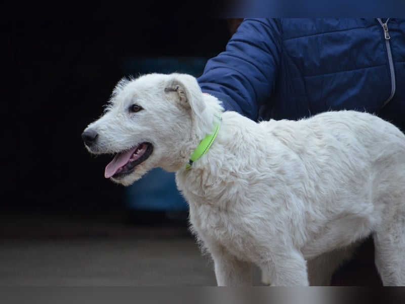 Emil sucht ein Zuhause