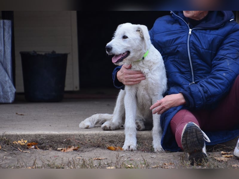 Emil sucht ein Zuhause