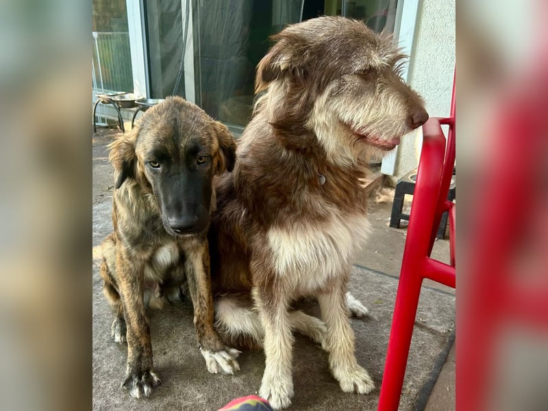 Red - Notfall - Raum Frankfurt  a.Main