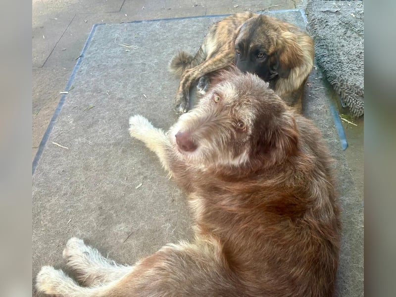 Red - Notfall - Raum Frankfurt  a.Main