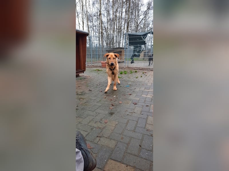 Gino - aus Mitleid gerettet und dann ins Tierheim abgegeben