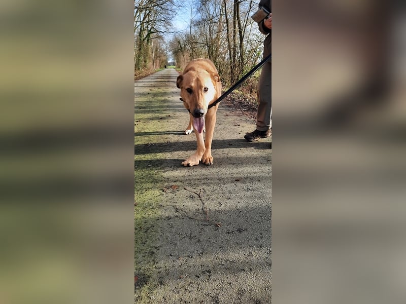 Gino - aus Mitleid gerettet und dann ins Tierheim abgegeben