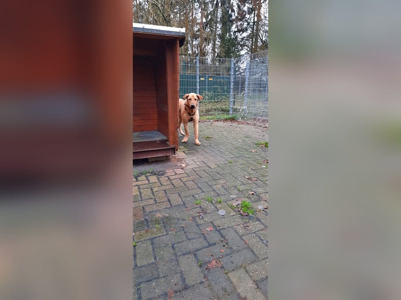 Gino - aus Mitleid gerettet und dann ins Tierheim abgegeben