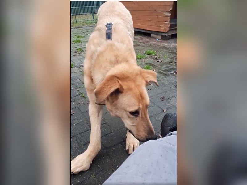 Gino - aus Mitleid gerettet und dann ins Tierheim abgegeben