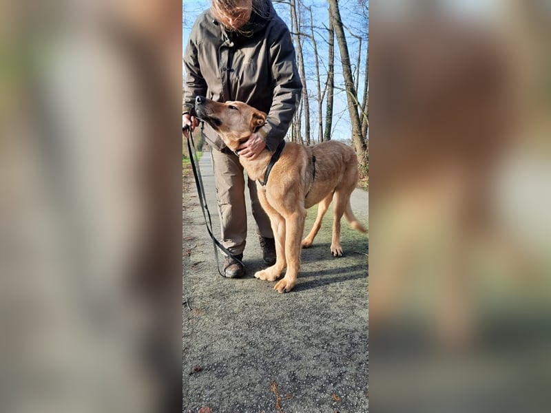 Gino - aus Mitleid gerettet und dann ins Tierheim abgegeben