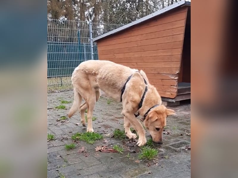 Gino - aus Mitleid gerettet und dann ins Tierheim abgegeben
