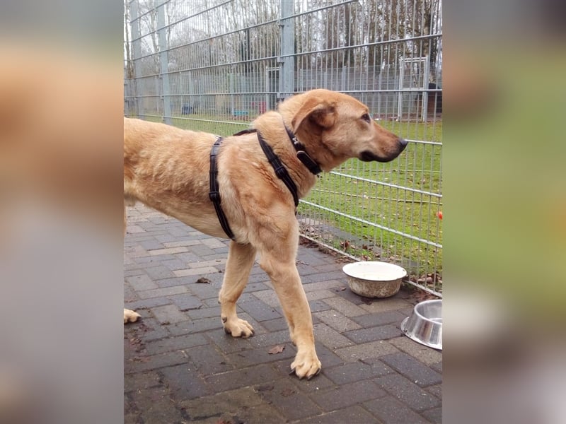 Gino - aus Mitleid gerettet und dann ins Tierheim abgegeben