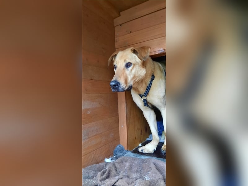 Gino - aus Mitleid gerettet und dann ins Tierheim abgegeben