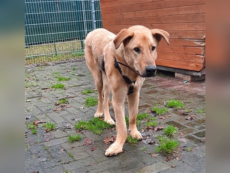 Gino - aus Mitleid gerettet und dann ins Tierheim abgegeben