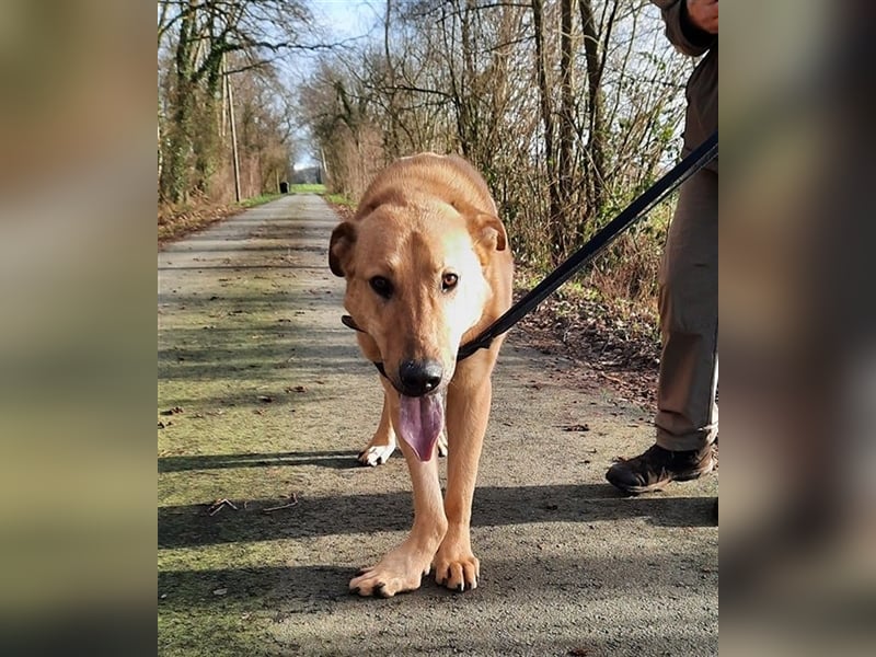 Gino - aus Mitleid gerettet und dann ins Tierheim abgegeben