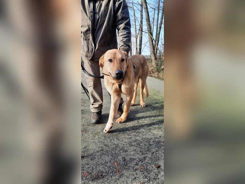 Gino - aus Mitleid gerettet und dann ins Tierheim abgegeben