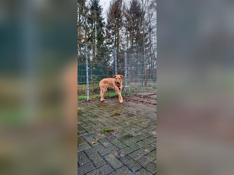 Gino - aus Mitleid gerettet und dann ins Tierheim abgegeben