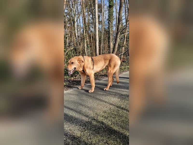 Gino - aus Mitleid gerettet und dann ins Tierheim abgegeben