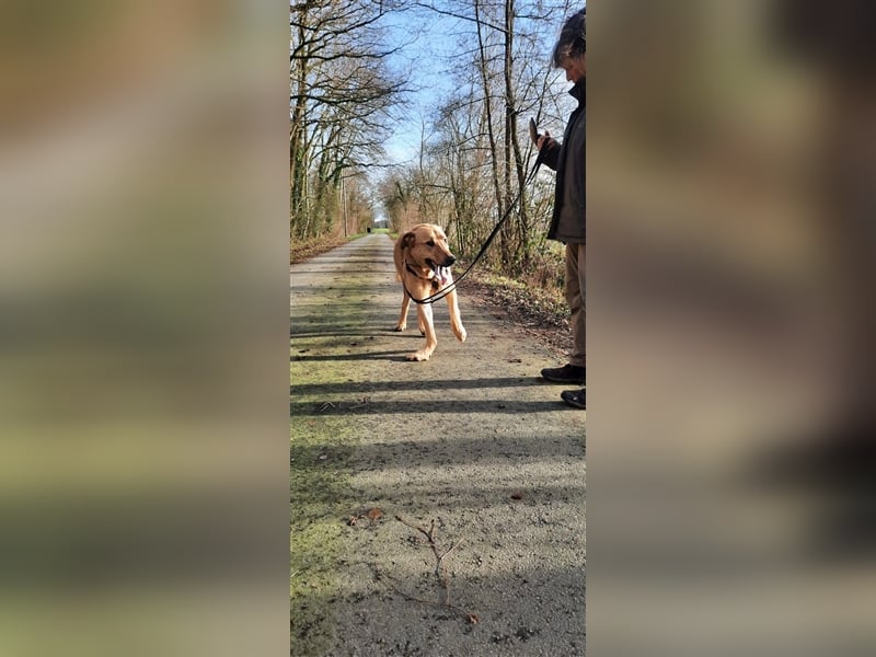 Gino - aus Mitleid gerettet und dann ins Tierheim abgegeben