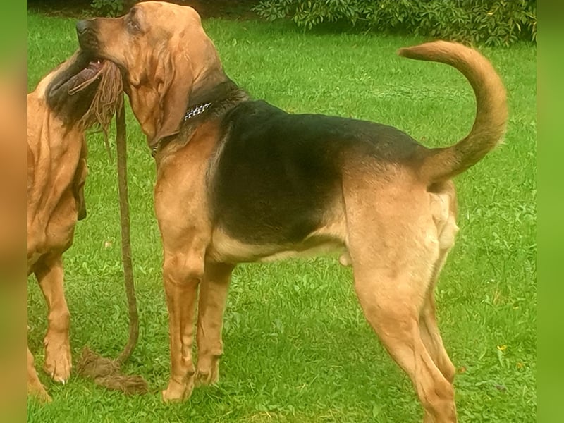 Bloodhound